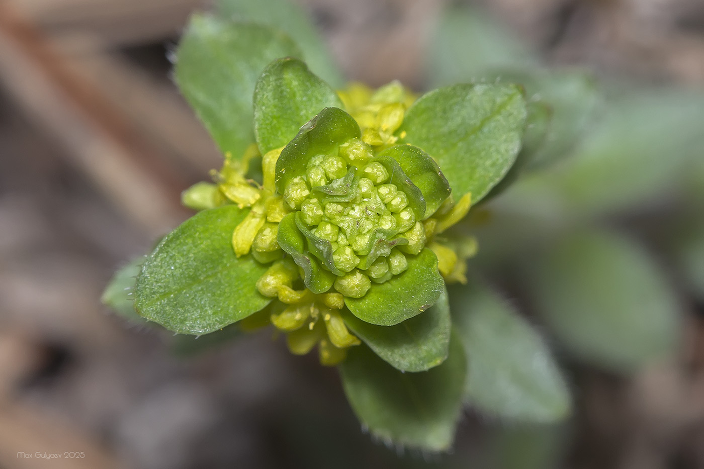 Image of Cruciata laevipes specimen.
