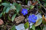Vinca minor. Верхушка побега цветущего растения. Краснодарский край, Сочи, Хостинский р-н, ущ. р. Хоста, Тисово-самшитовая роща, смешанный лес. 10.03.2025.