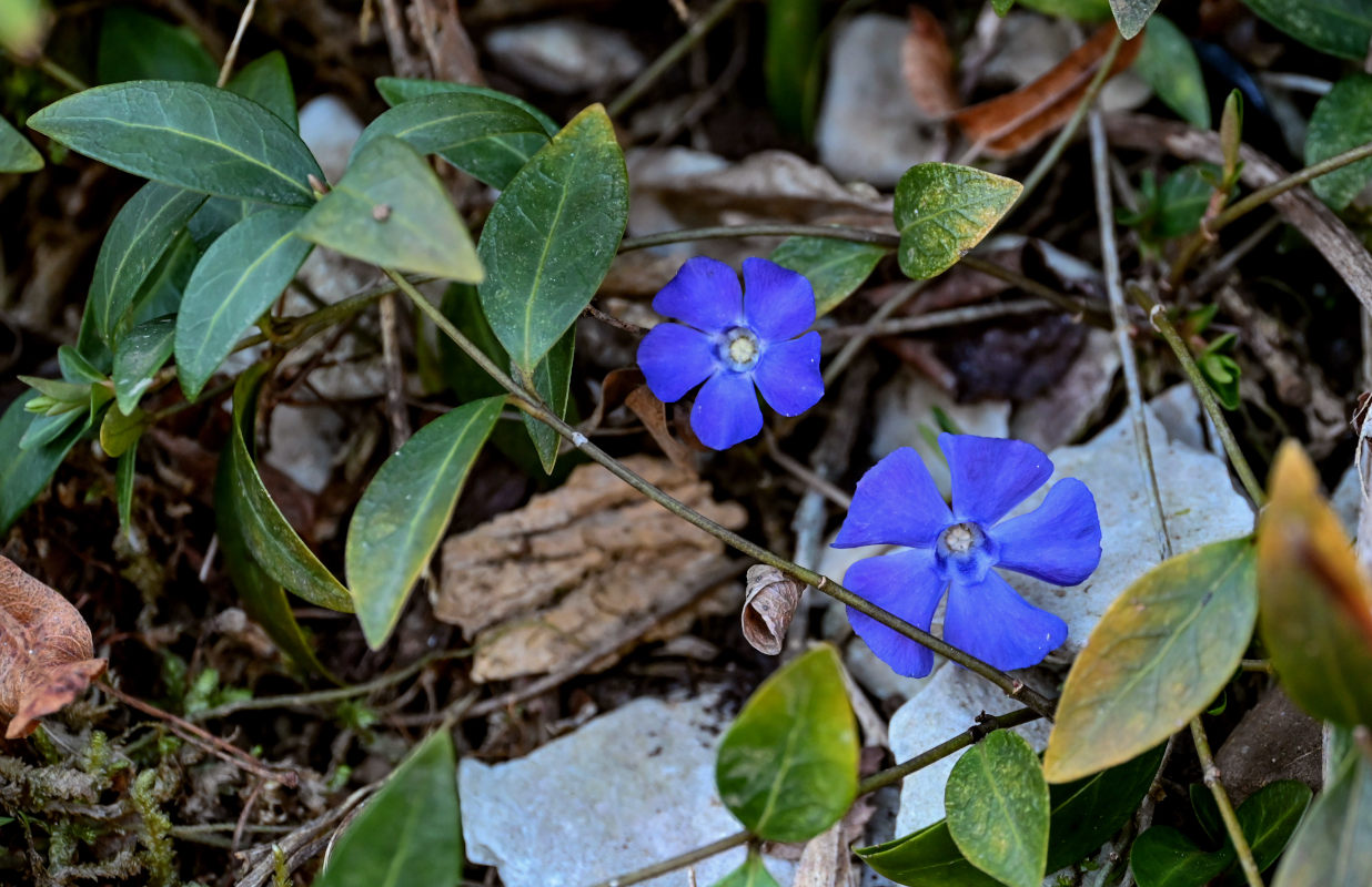 Изображение особи Vinca minor.