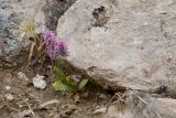 Psylliostachys suworowii
