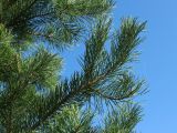 Pinus sylvestris