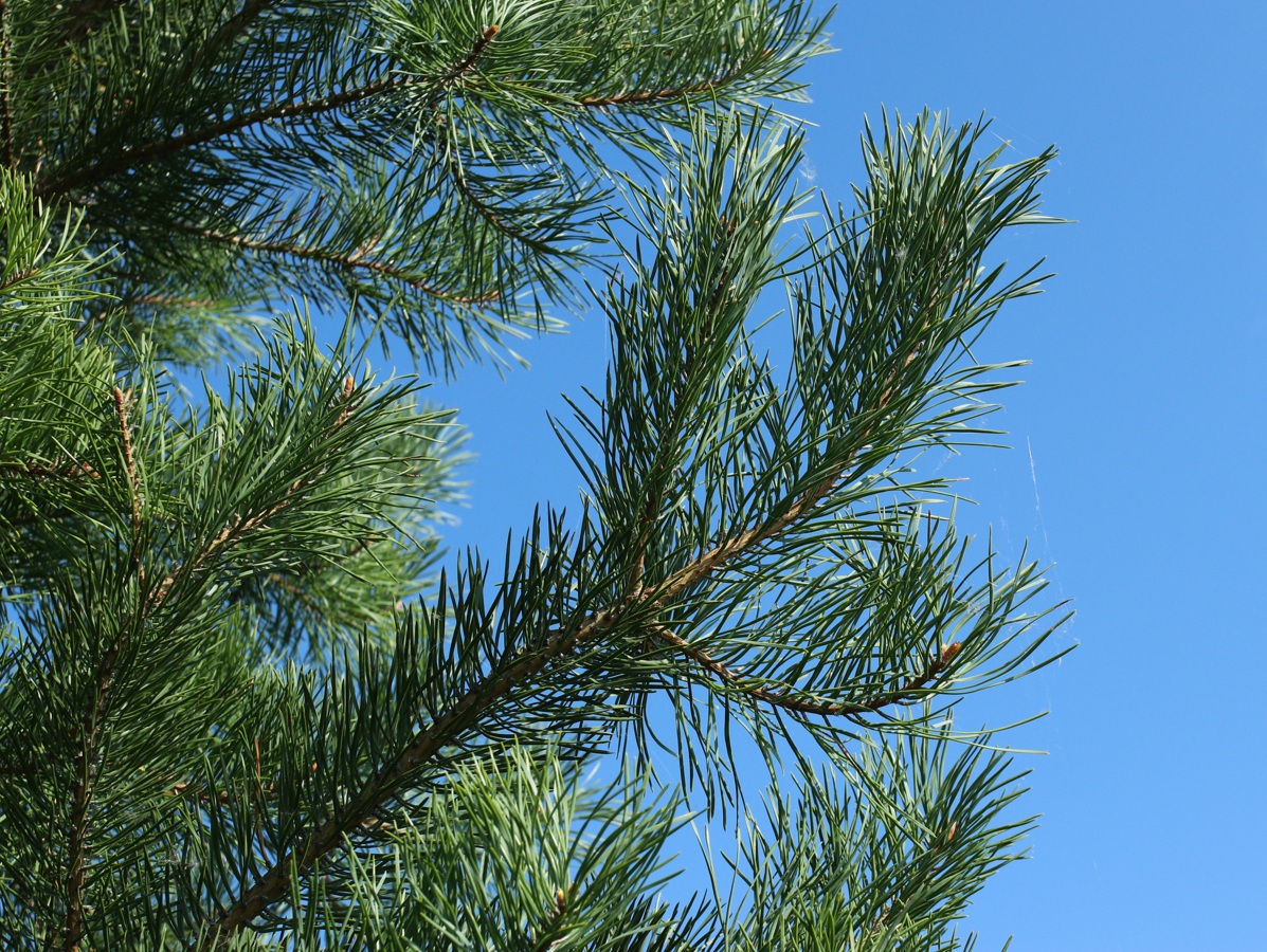 Image of Pinus sylvestris specimen.