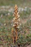 Orobanche callieri