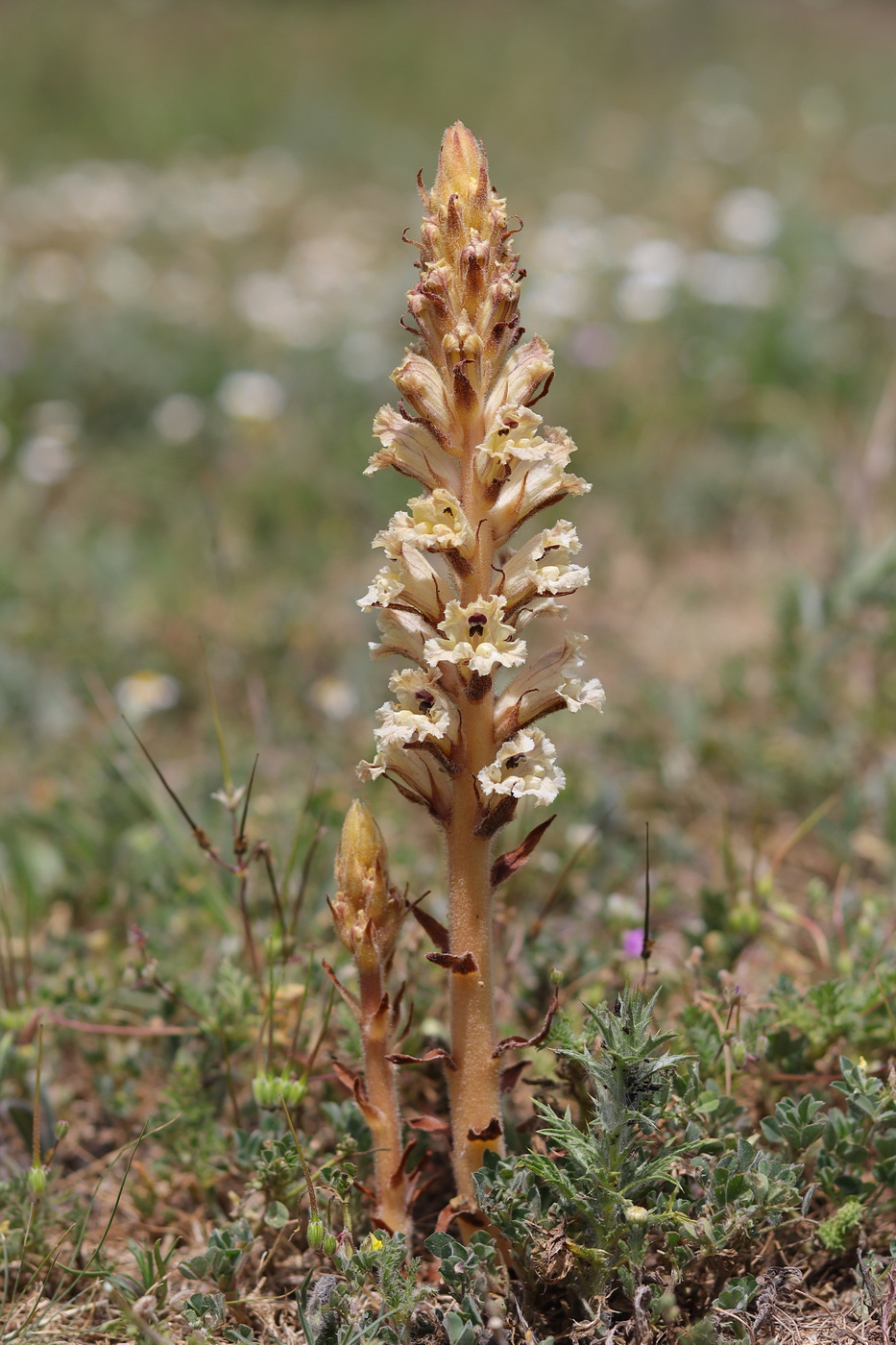 Image of Orobanche callieri specimen.