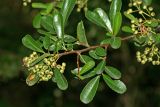 Pyracantha coccinea