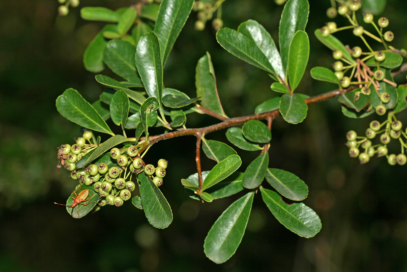 Изображение особи Pyracantha coccinea.