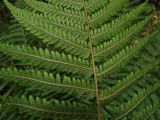 Фото Dryopteris crassirhizoma