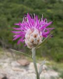 Centaurea sarandinakiae
