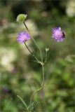 Knautia arvensis. Верхушка цветущего растения с кормящейся(?) пчелой. Ленинградская обл., Ломоносовский р-н, окр. дер. Низино, разнотравный луг. 15.07.2025.