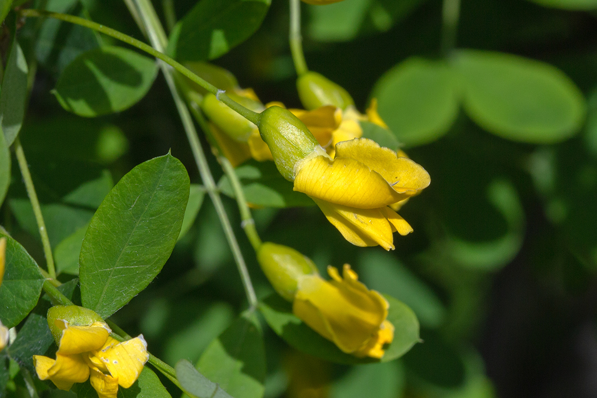 Image of Caragana arborescens specimen.