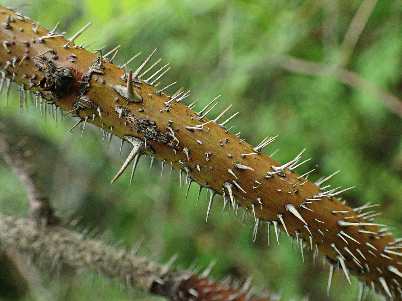 Image of Rosa koreana specimen.
