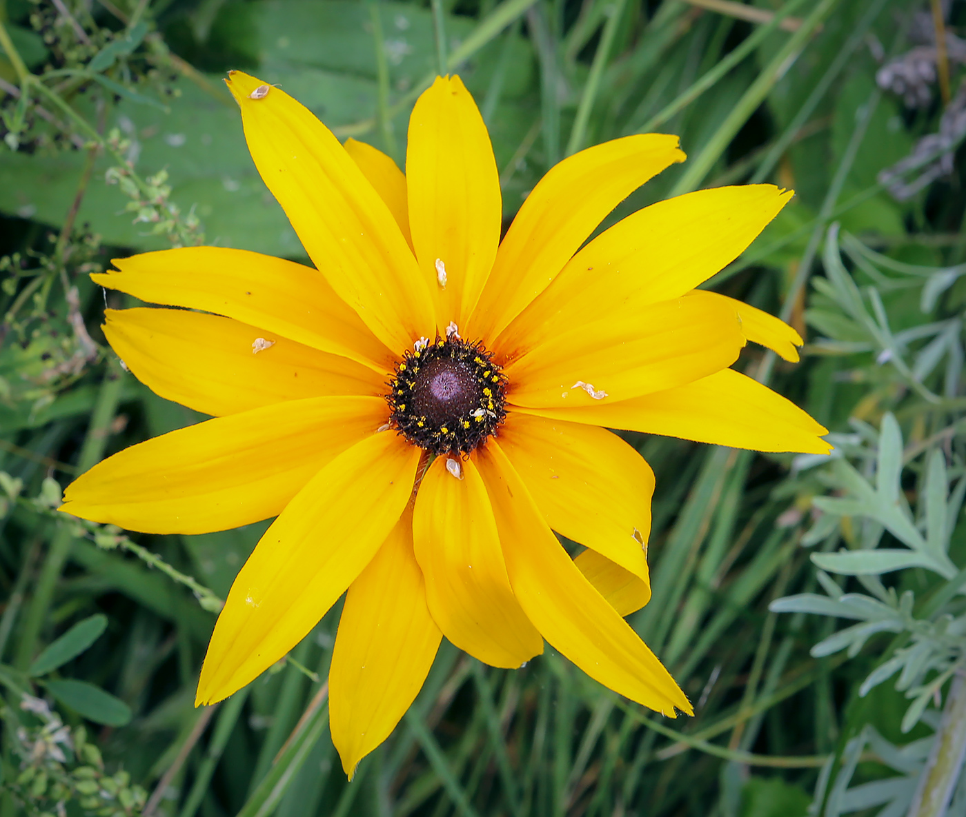 Image of Rudbeckia hirta specimen.