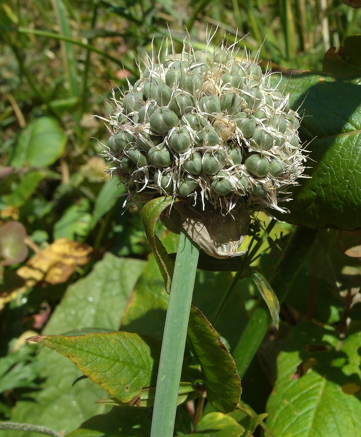 Изображение особи Allium platyspathum.
