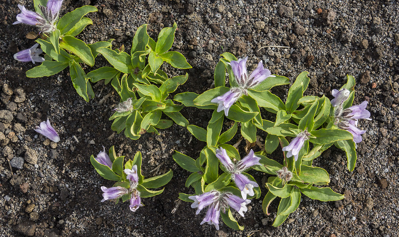Image of Pennellianthus frutescens specimen.