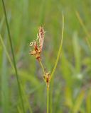 Carex supina