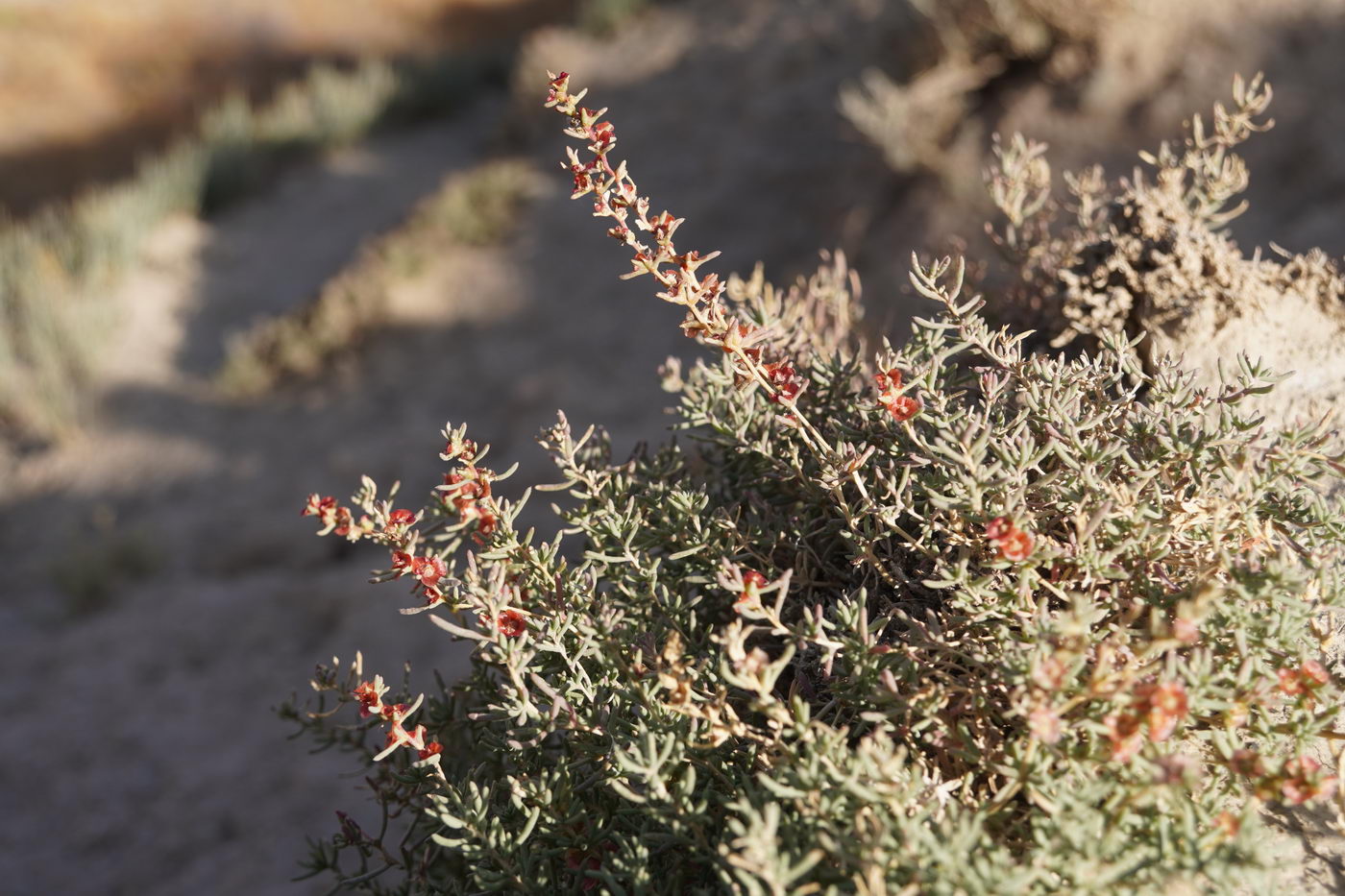 Изображение особи семейство Chenopodiaceae.