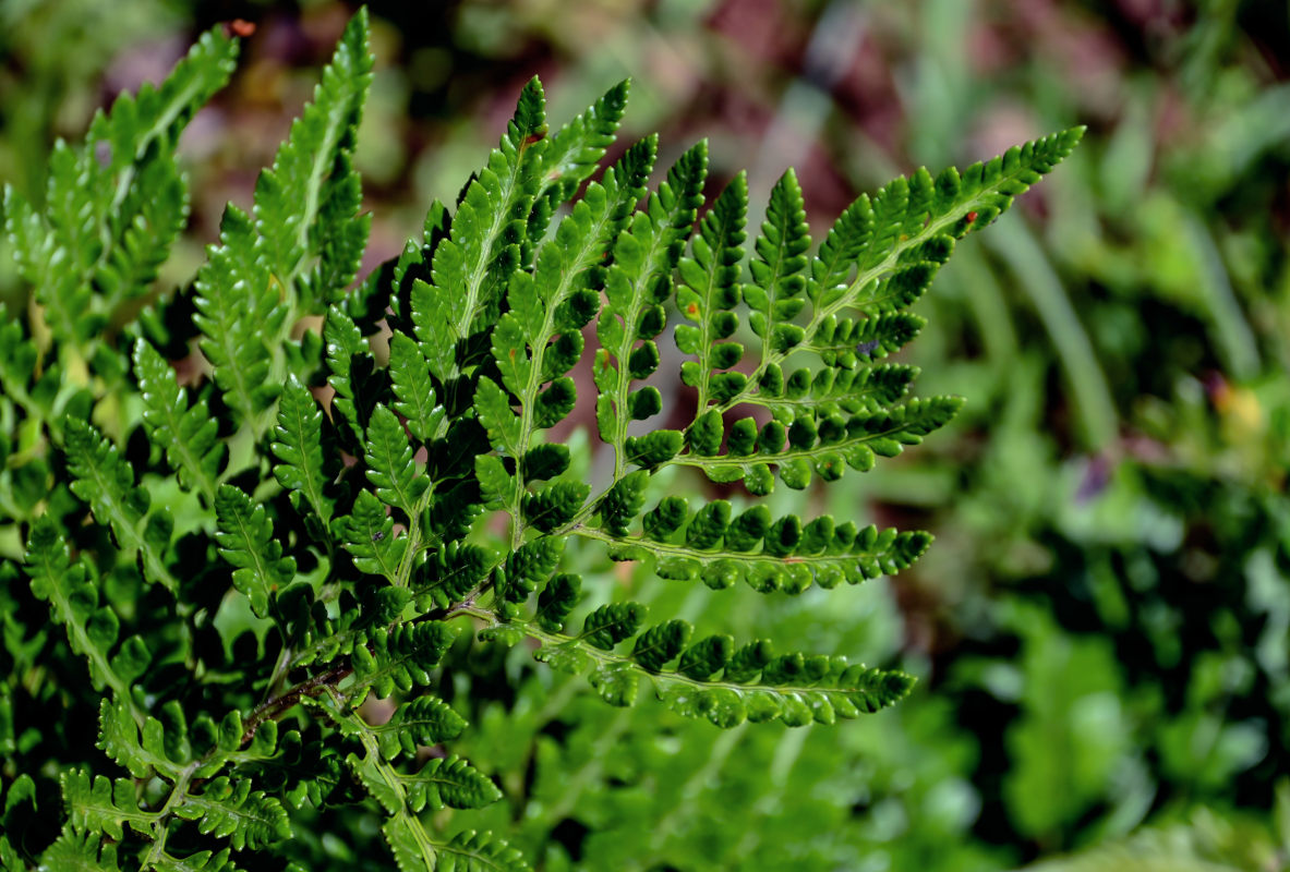 Image of Rumohra adiantiformis specimen.