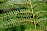 Cyathea cooperi