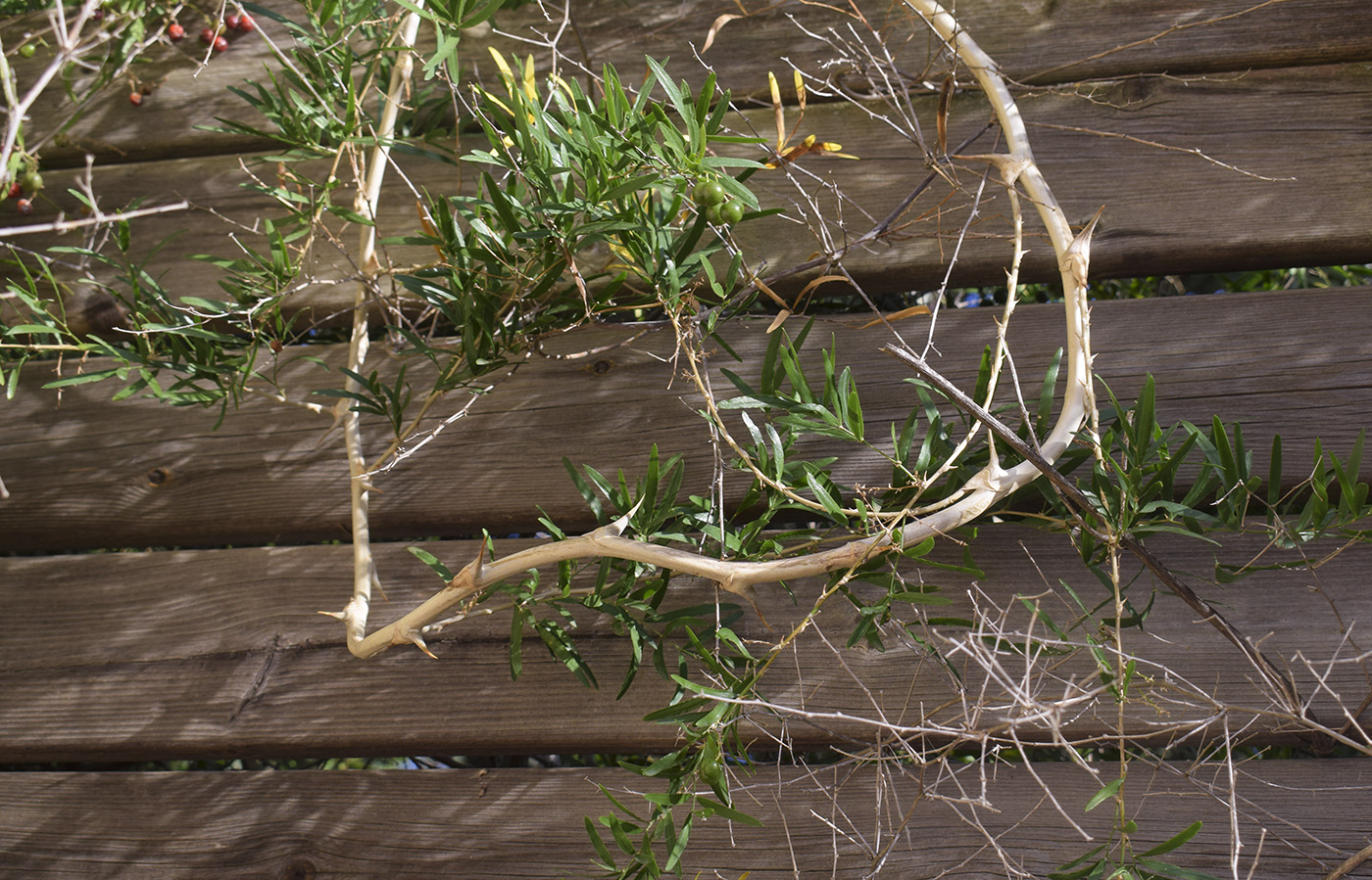 Image of Asparagus falcatus specimen.