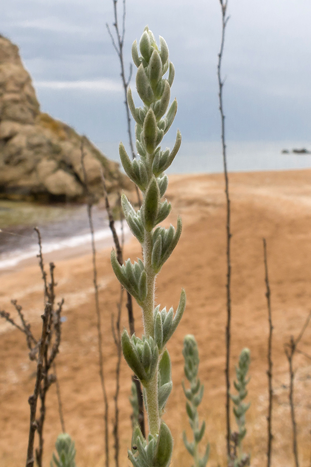 Image of Bassia prostrata specimen.