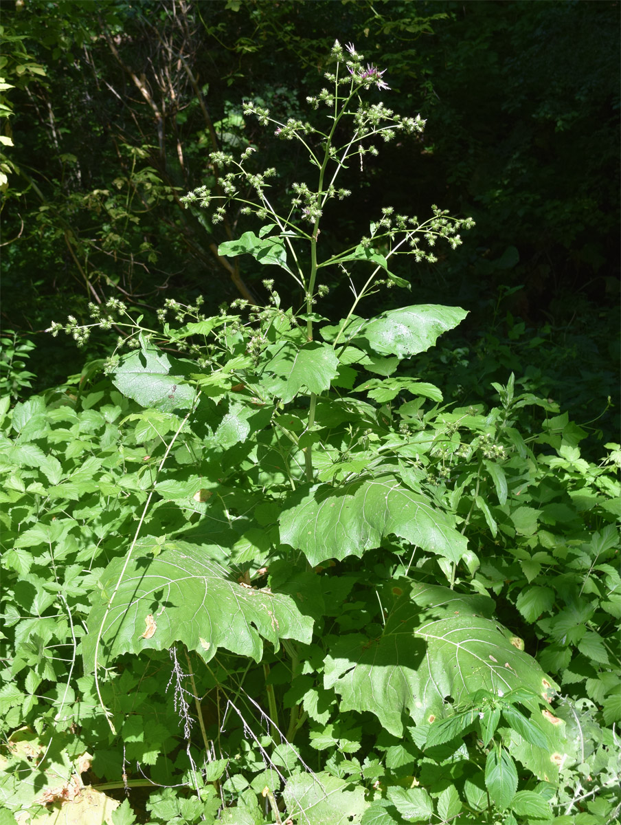 Image of Cousinia umbrosa specimen.