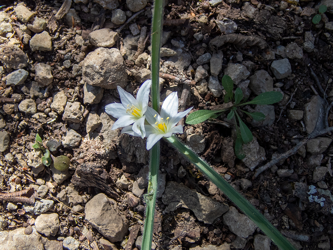 Изображение особи Ornithogalum fimbriatum.