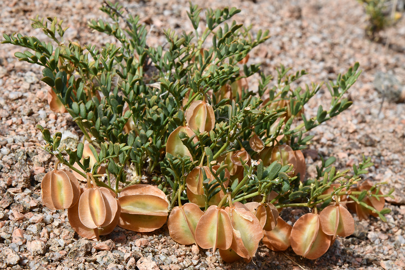 Изображение особи Zygophyllum kegense.