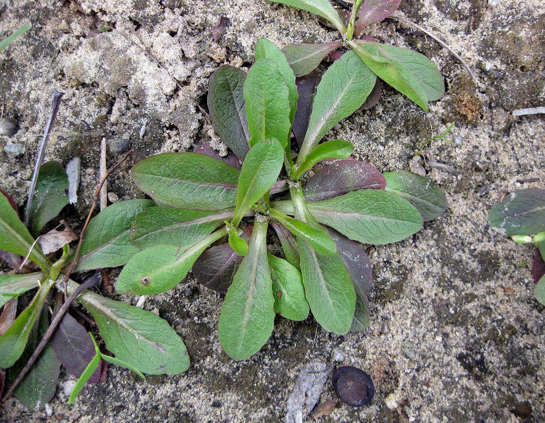 Image of Lactuca serriola specimen.