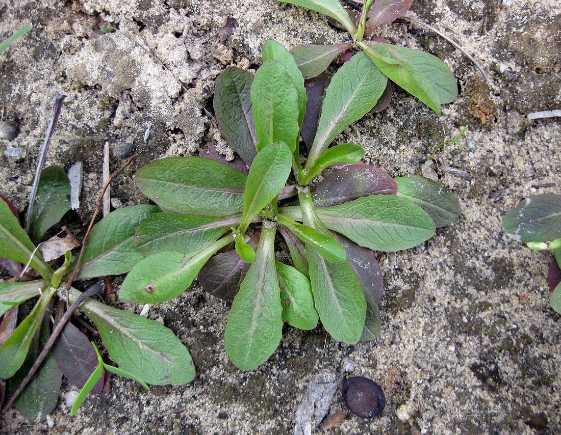 Изображение особи Lactuca serriola.