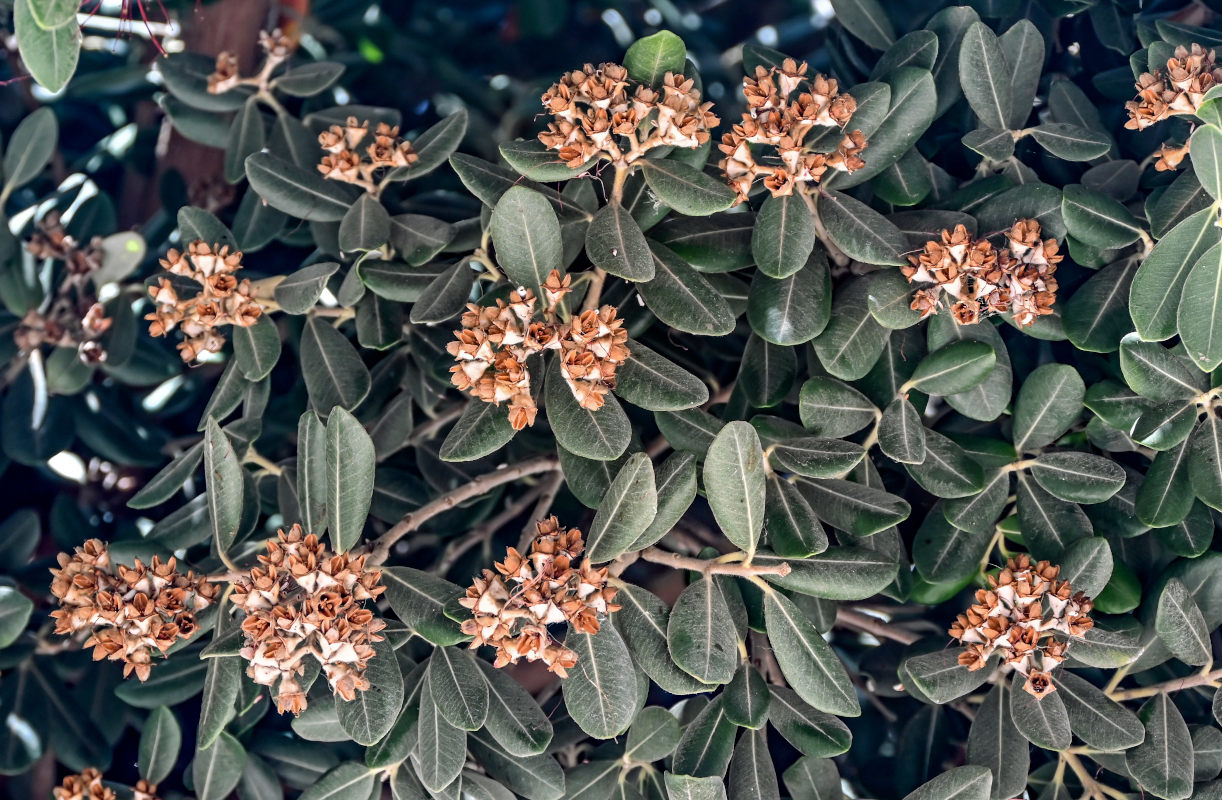 Image of Metrosideros excelsa specimen.