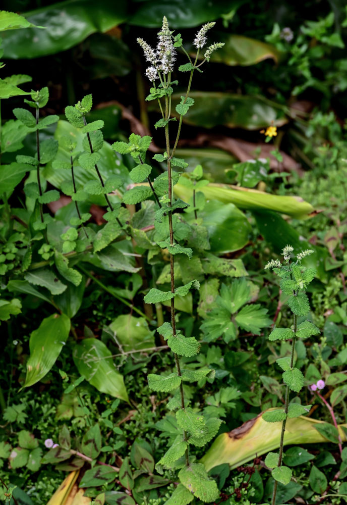 Image of Mentha suaveolens specimen.
