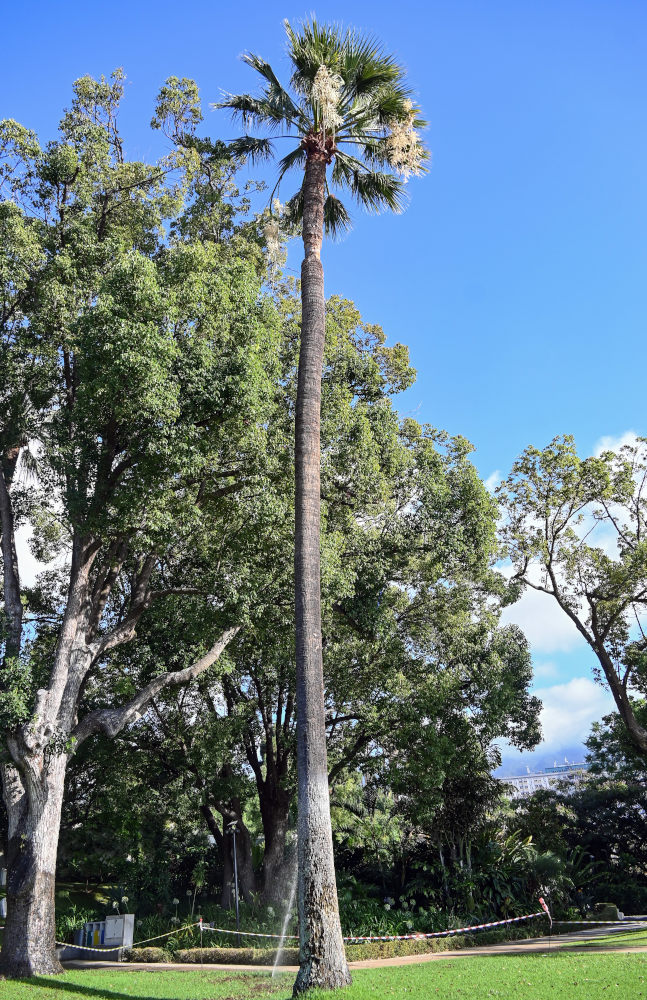 Изображение особи Washingtonia filifera.