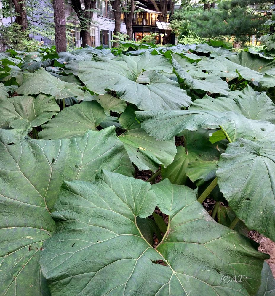 Изображение особи Petasites japonicus.