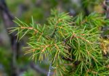Juniperus rigida. Верхушка веточки. Приморский край, Партизанский р-н, хр. Чандолаз (Лозовый), скала. 14.10.2025.
