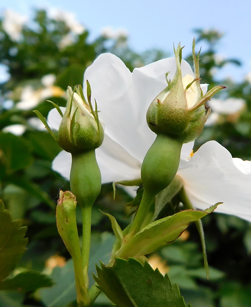Изображение особи Rosa canina.