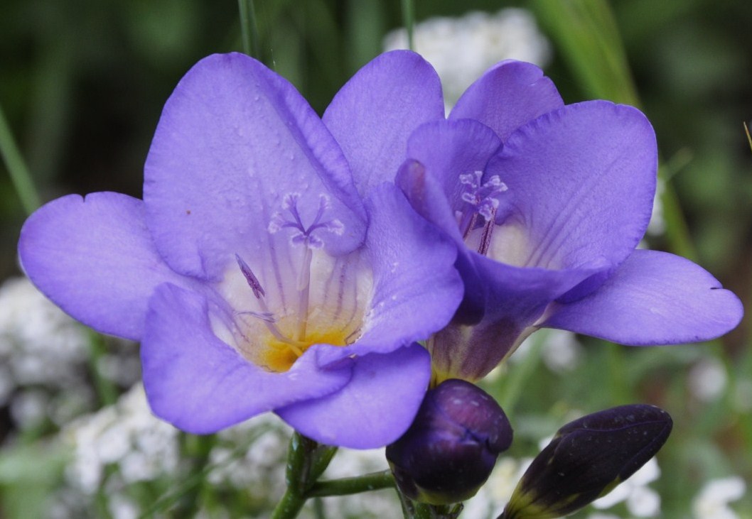 Изображение особи род Freesia.