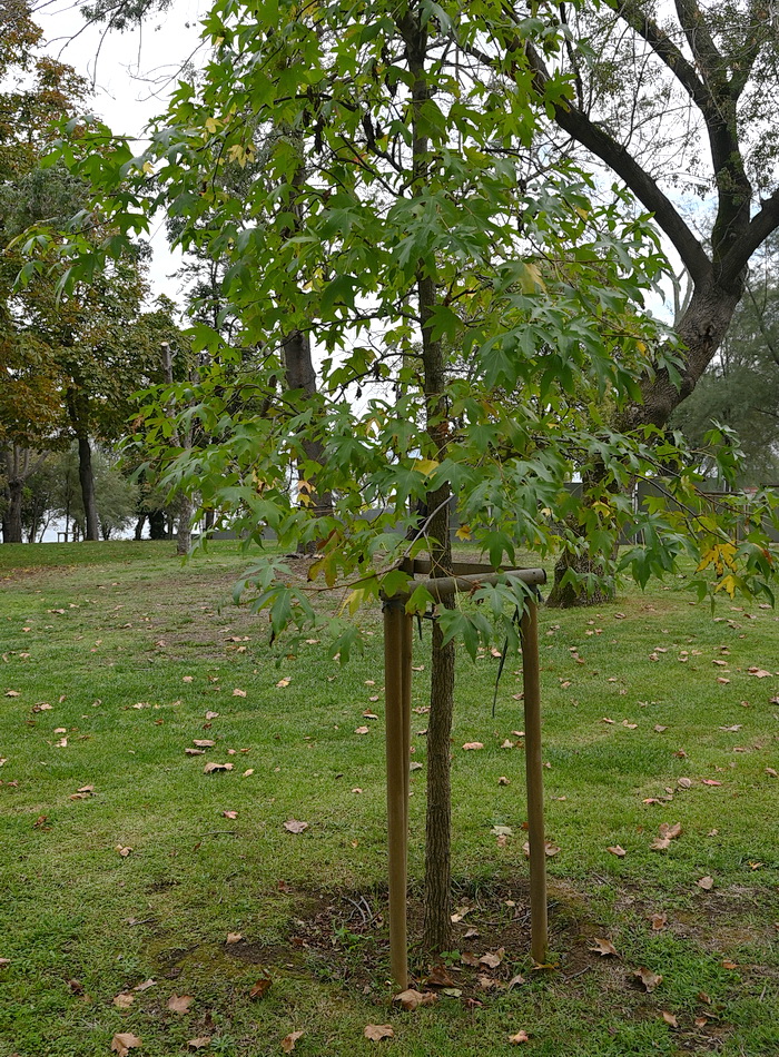 Изображение особи Liquidambar styraciflua.