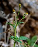 Bidens pilosa