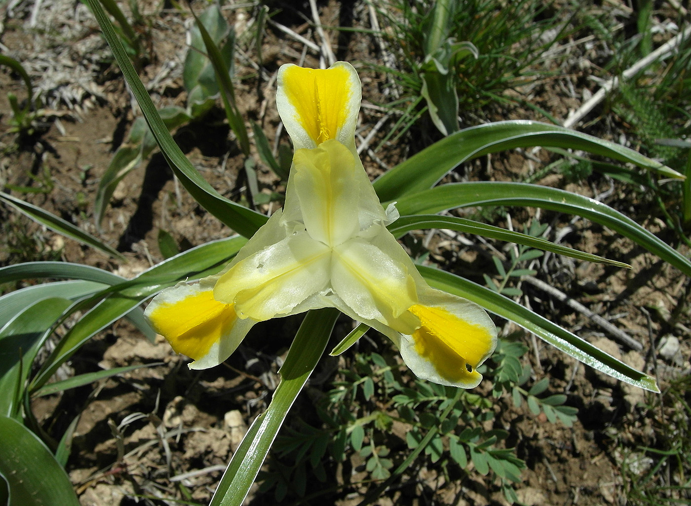 Image of Juno orchioides specimen.