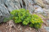 Euphorbia komaroviana. Цветущее растение с завязавшимися плодами. Приморский край, ЗАТО Фокино, о. Путятина, скала у моря. 26.04.2026.