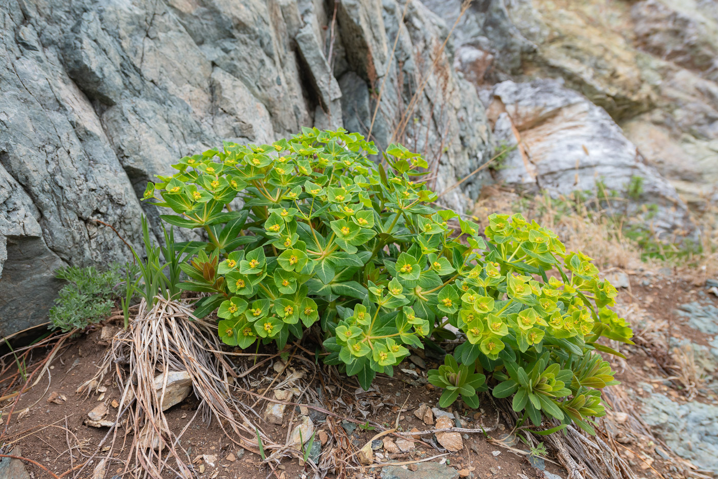 Изображение особи Euphorbia komaroviana.