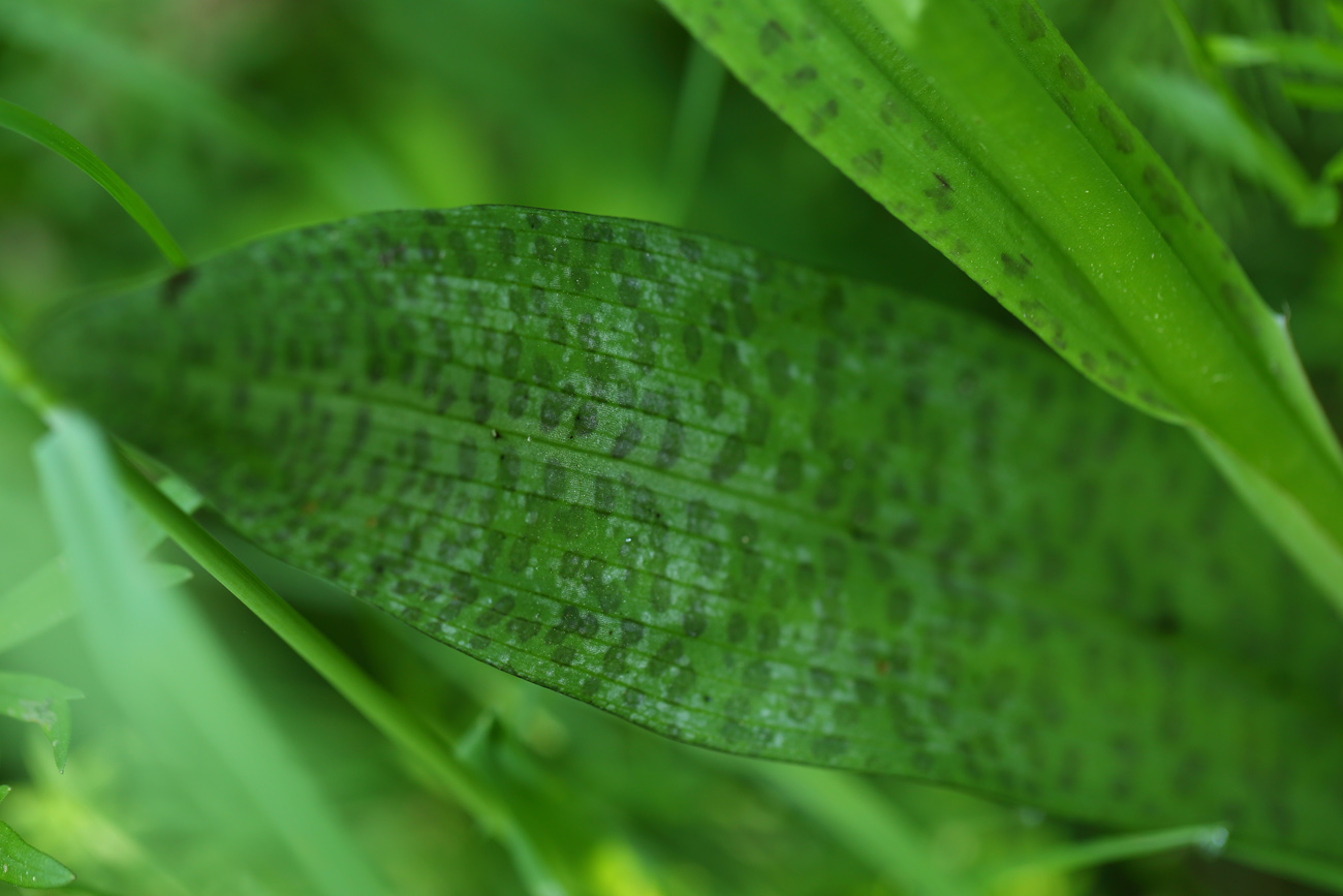 Изображение особи род Dactylorhiza.