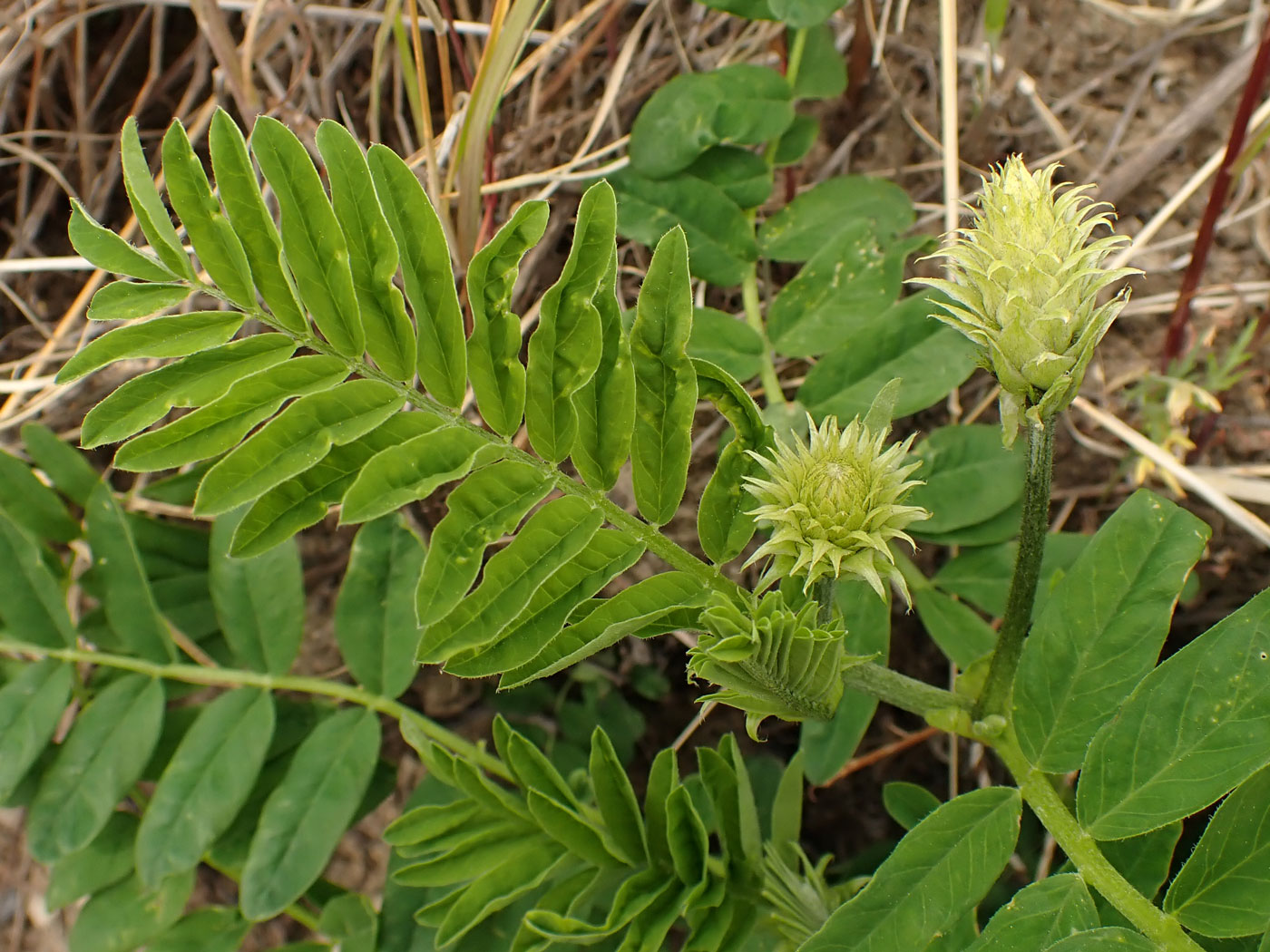 Изображение особи Astragalus uliginosus.