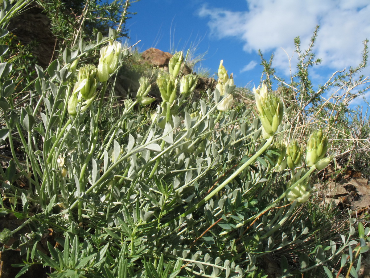 Изображение особи Astragalus petropylensis.