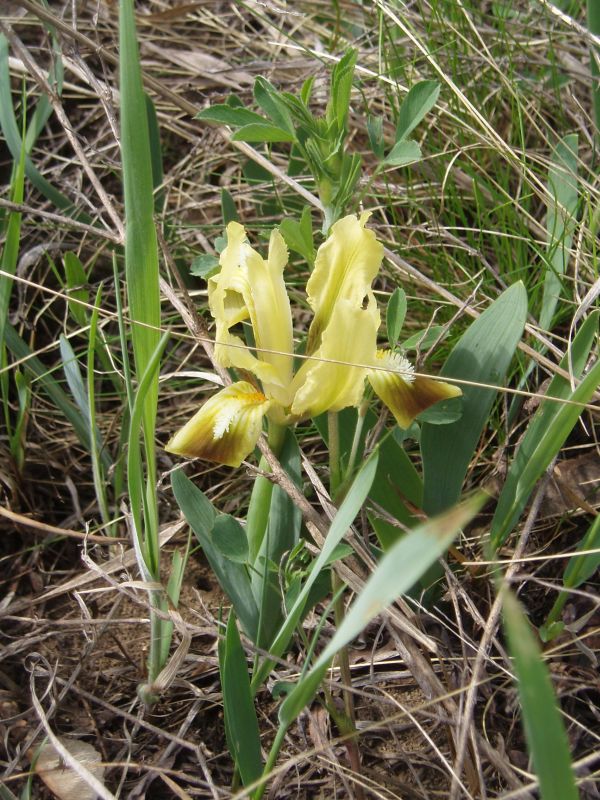 Image of Iris pumila specimen.