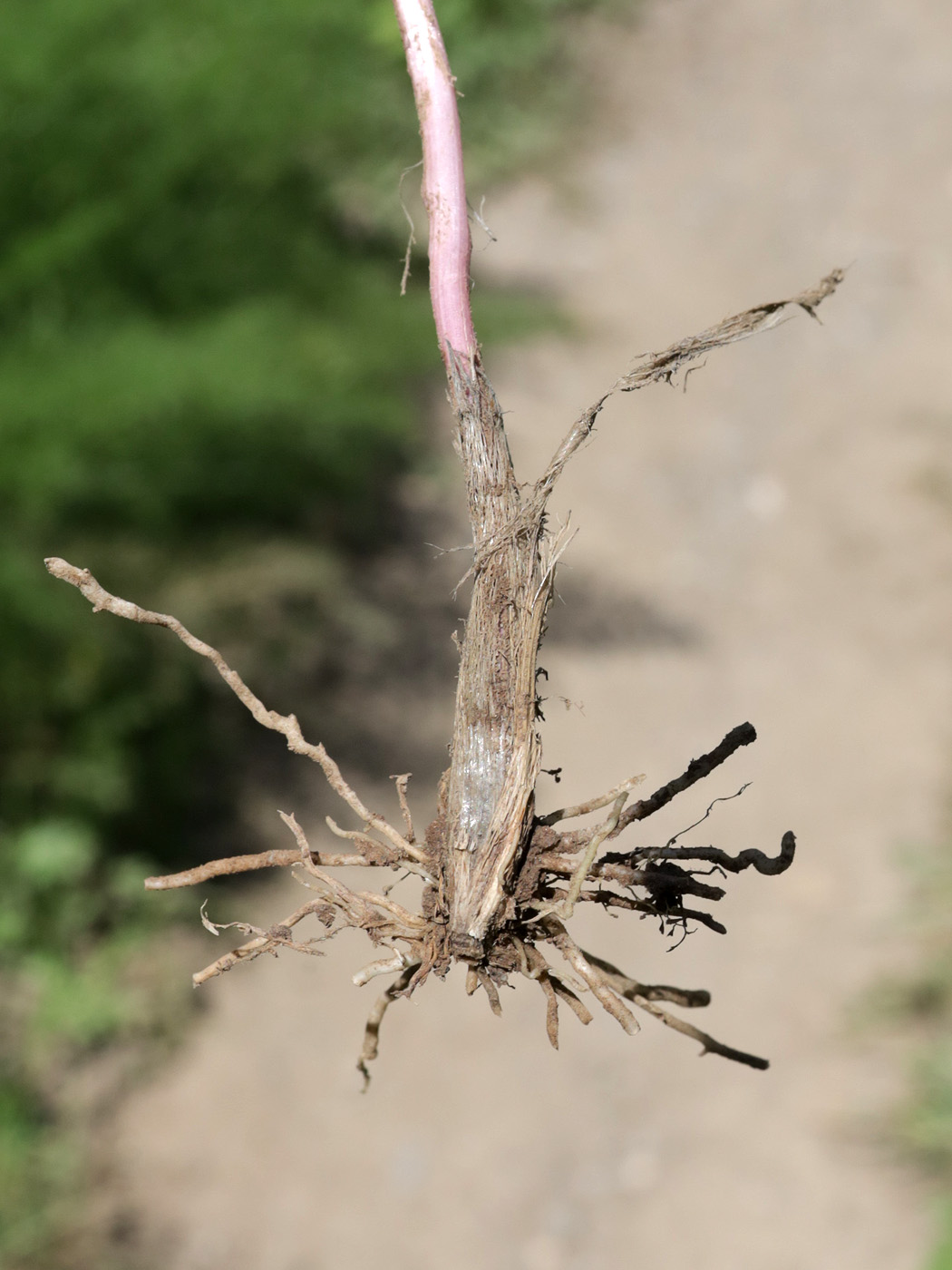 Image of genus Allium specimen.