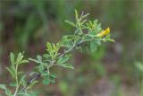 Chamaecytisus ruthenicus. Верхушка веточки с бутонами. Республика Марий Эл, Килемарский р-н, окр. пос. Озёрный, опушка соснового леса. 30.05.2026.