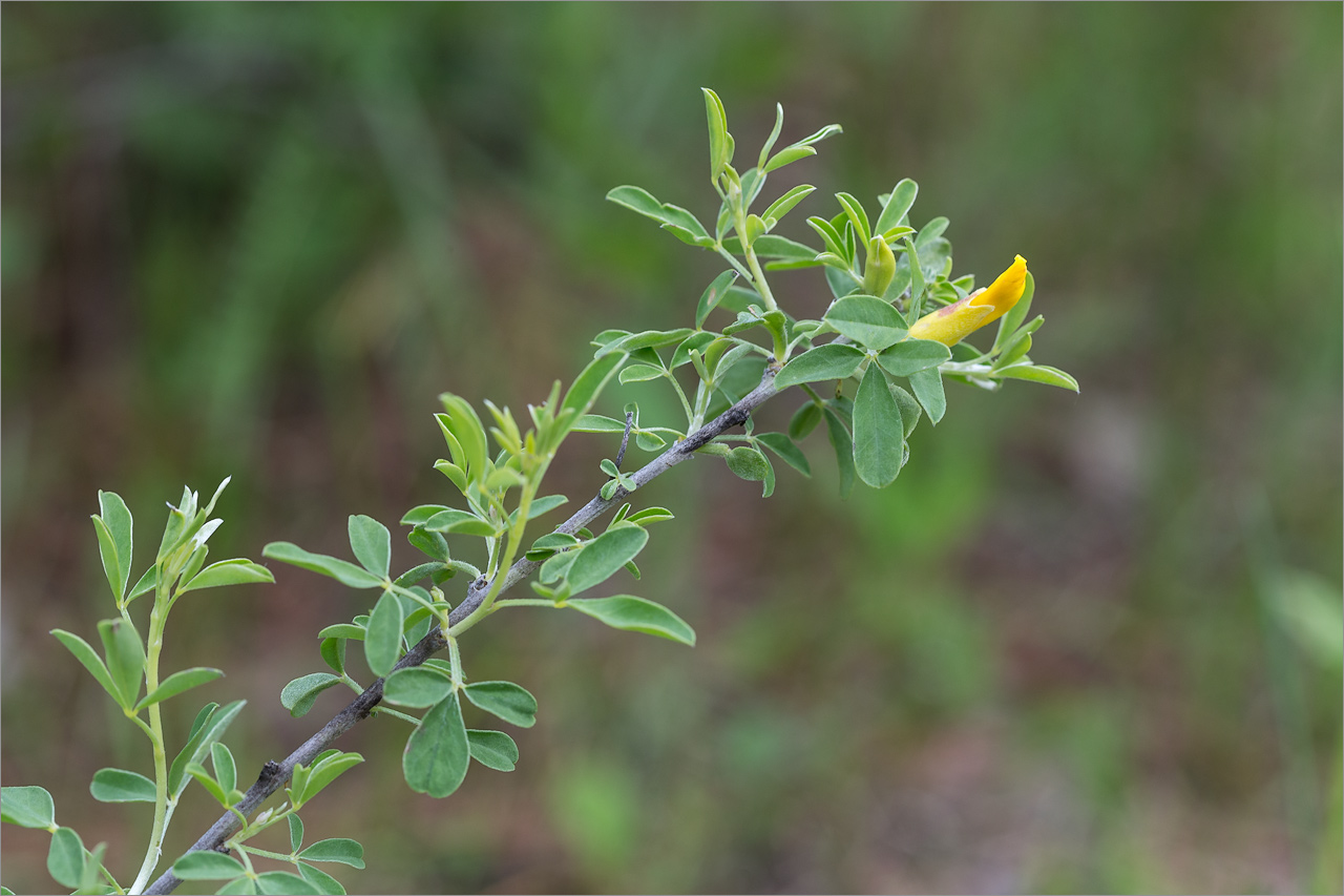 Image of Chamaecytisus ruthenicus specimen.