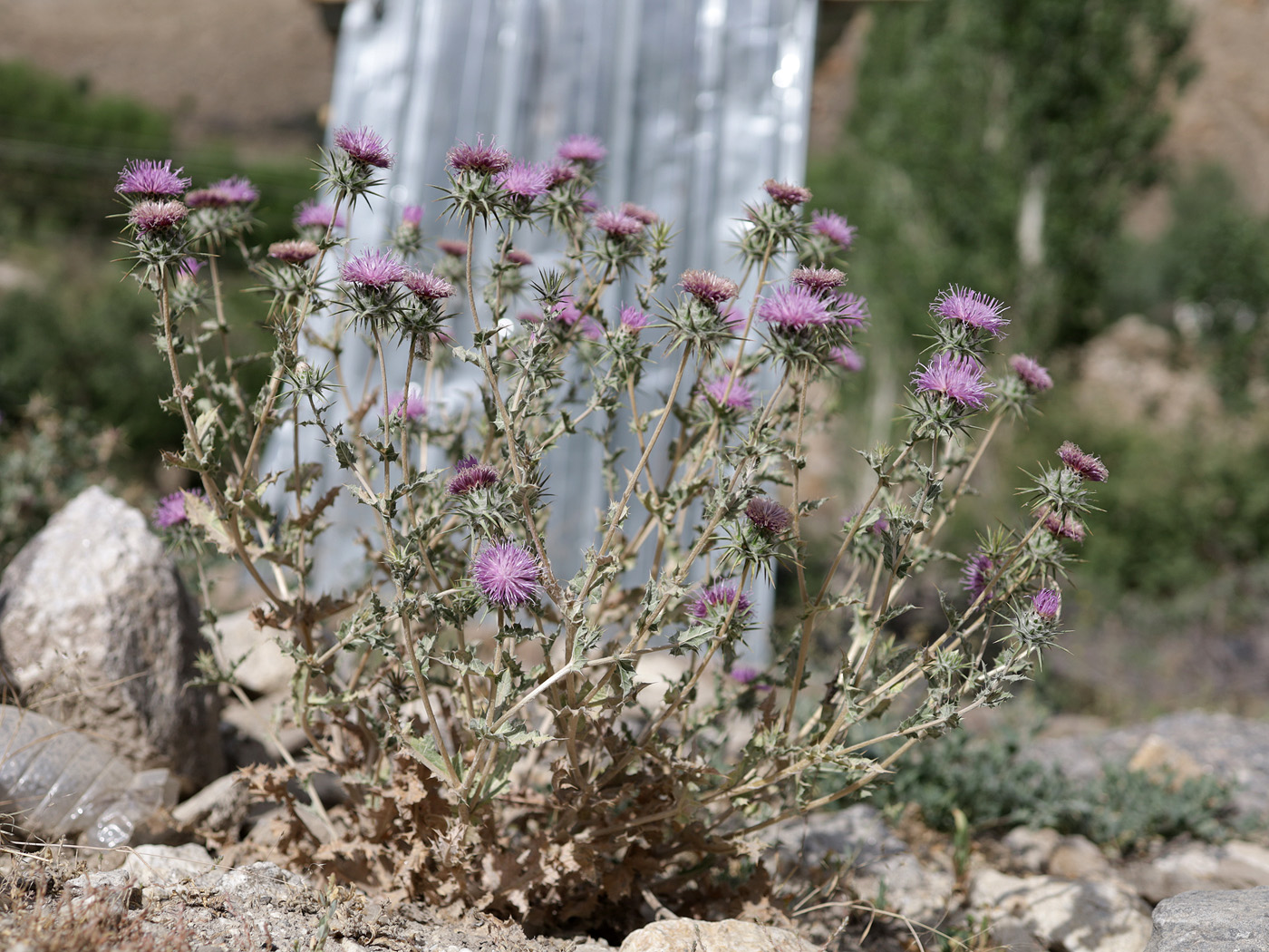 Image of genus Cousinia specimen.