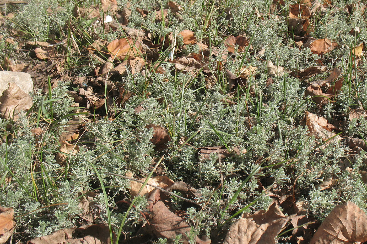 Image of Artemisia austriaca specimen.